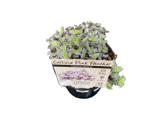 130mm Pink Panther Callisia