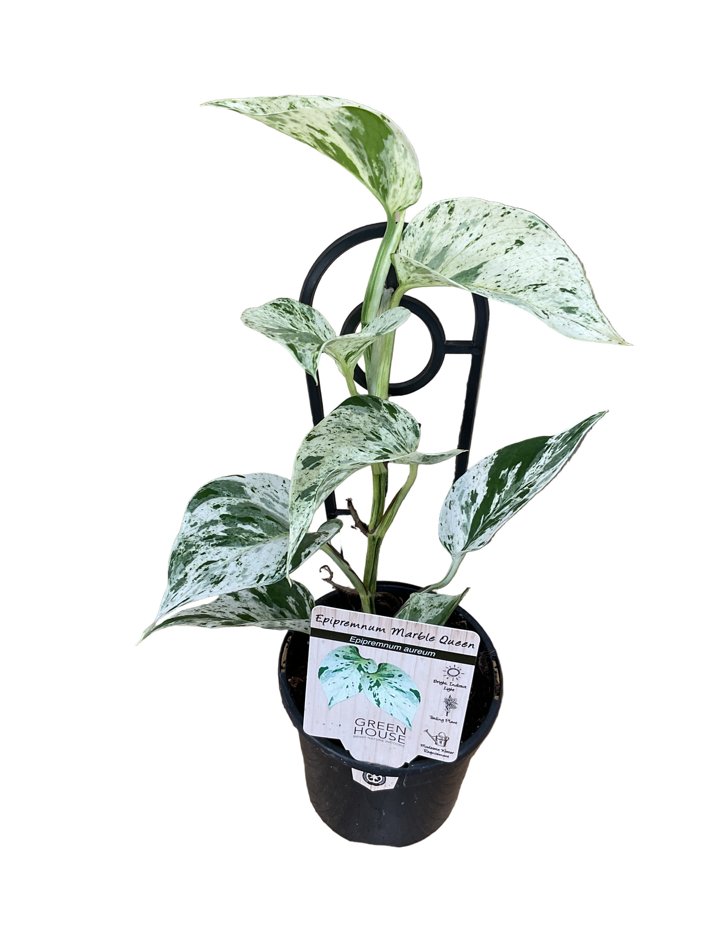 Epipremnum Marble Queen