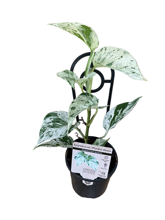 Epipremnum Marble Queen