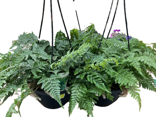 200mm White Rabbits Foot Fern