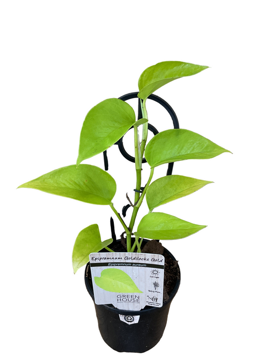 Epipremnum Goldilocks Gold