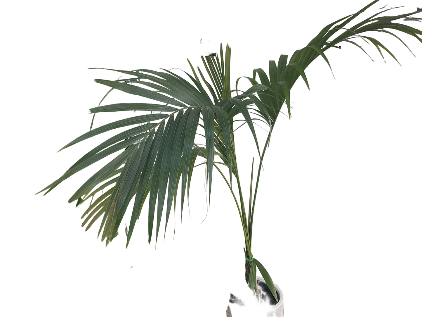 Kentia Palm