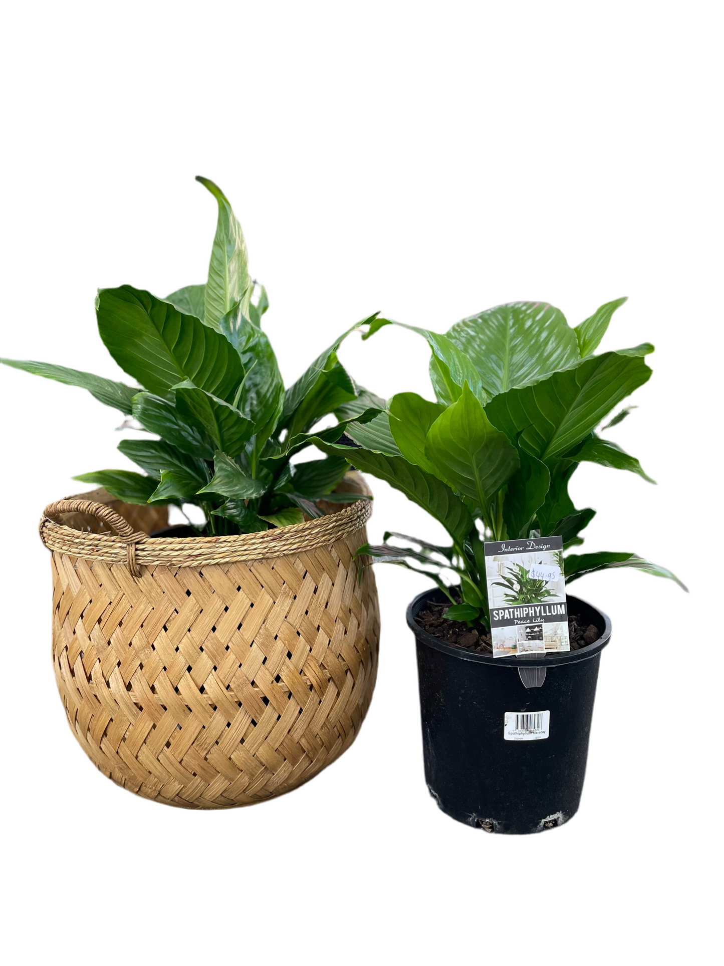 200mm Spathiphyllum Maracay