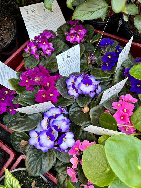 100mm African Violet - Assorted