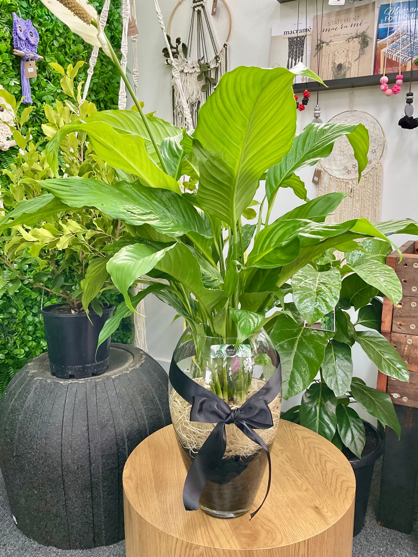 Huge 90cm Hydro Peace Lily