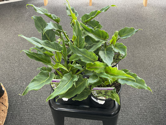 Philodendron Xanadu