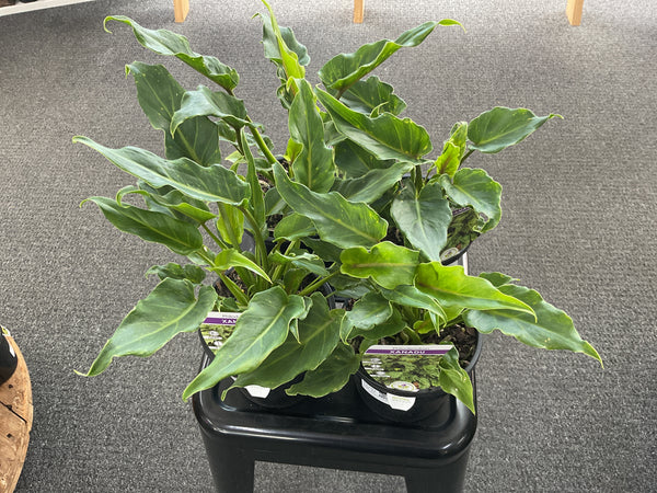Philodendron Xanadu