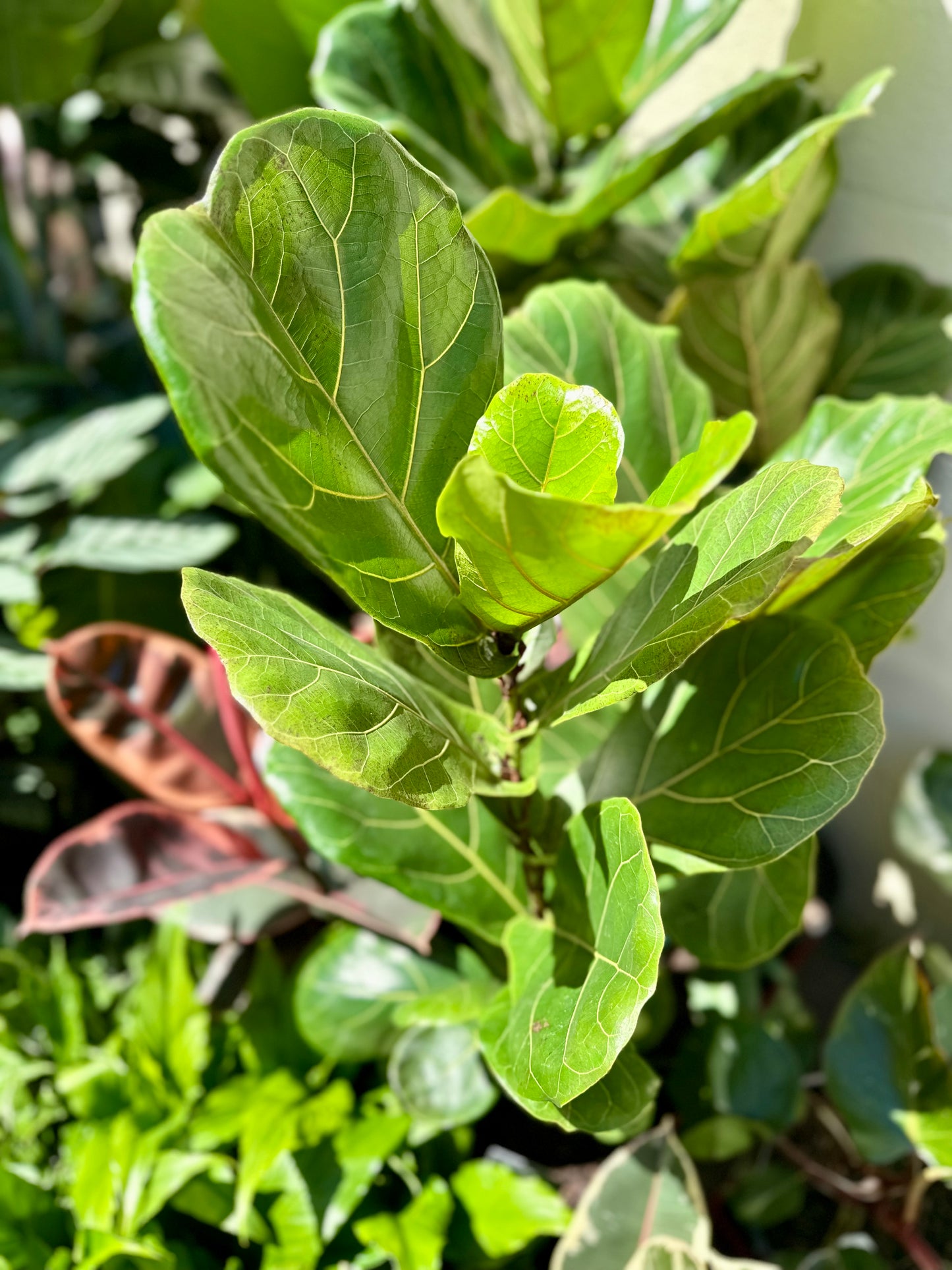 300mm Ficus Lyrata Fiddle Leaf