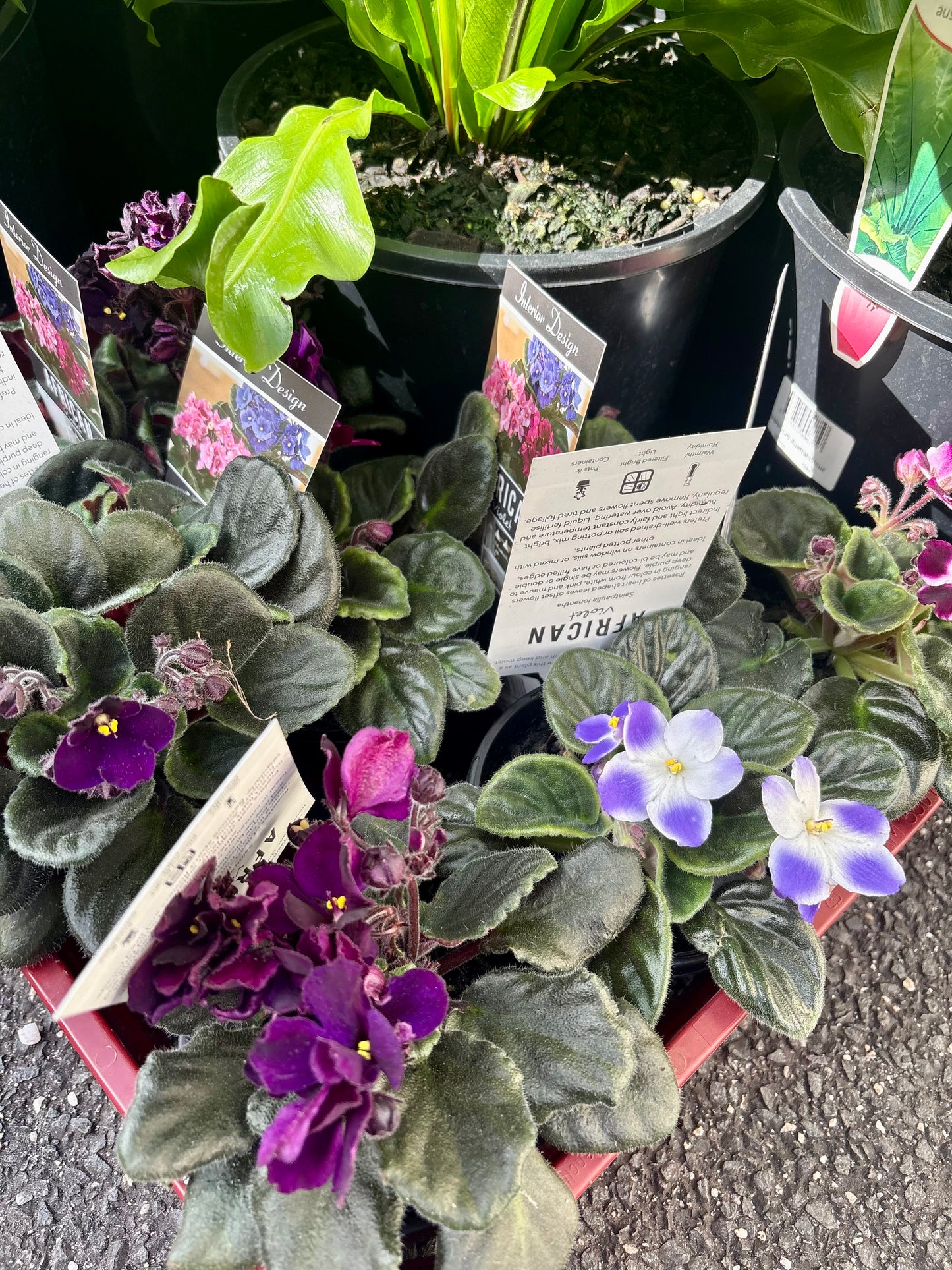 100mm African Violet