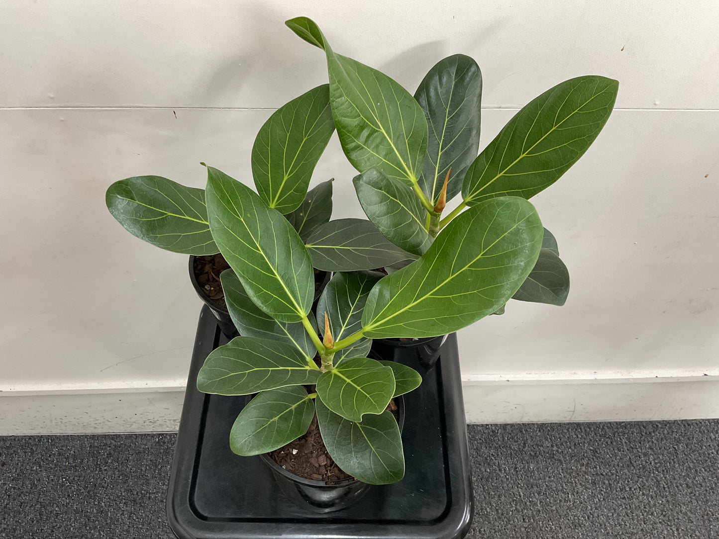 Ficus Benghalensis Audrey