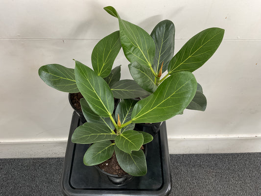 Ficus Benghalensis Audrey