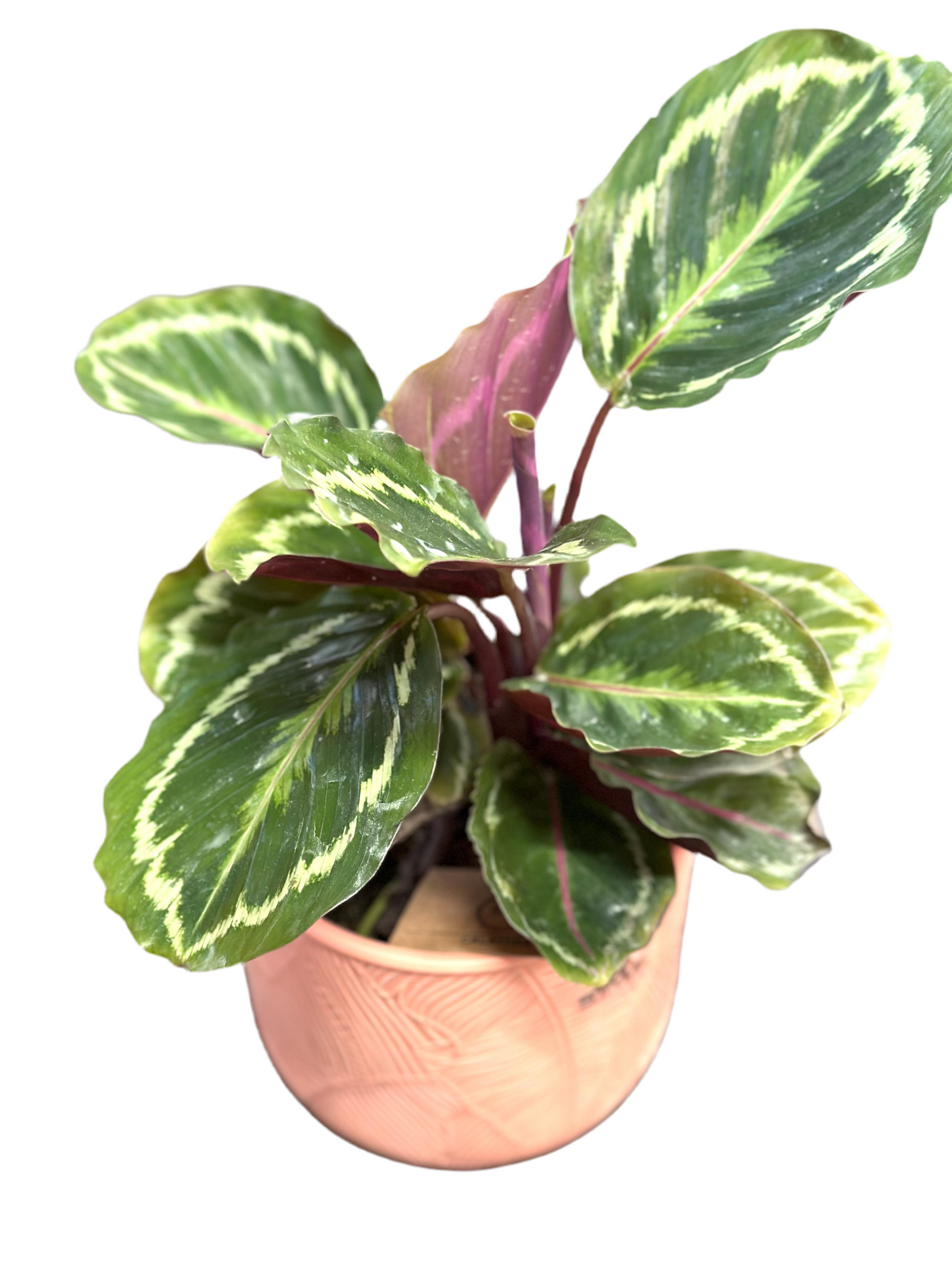 130mm Calathea medallion