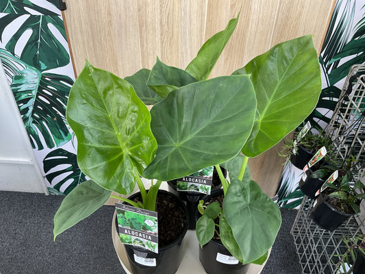 Alocasia- Elephant Ears