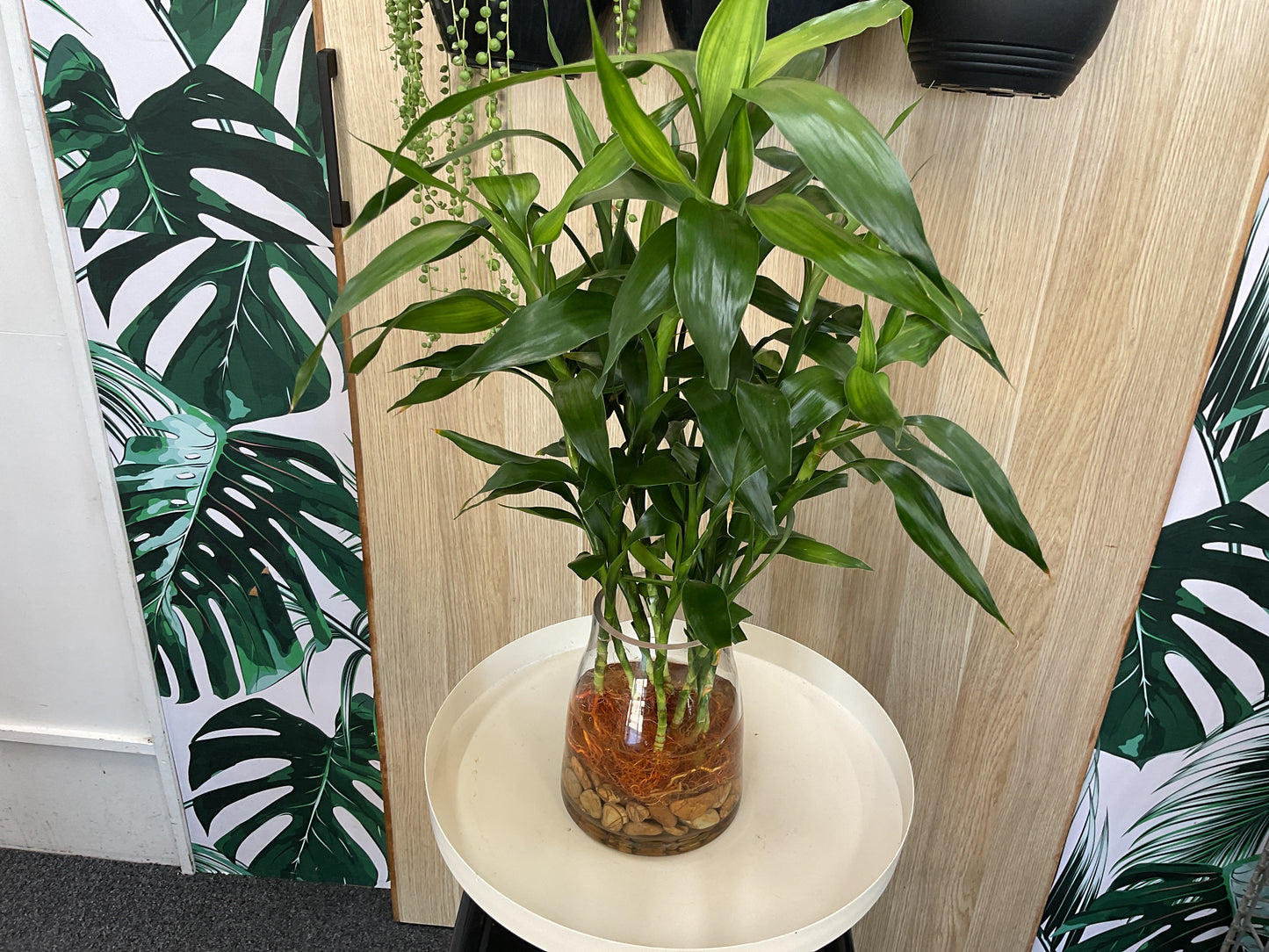 Lucky Bamboo Hydro Plant