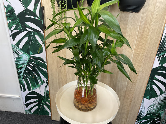 Lucky Bamboo Hydro Plant