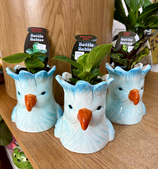 Blue Parrot & Plant Combo