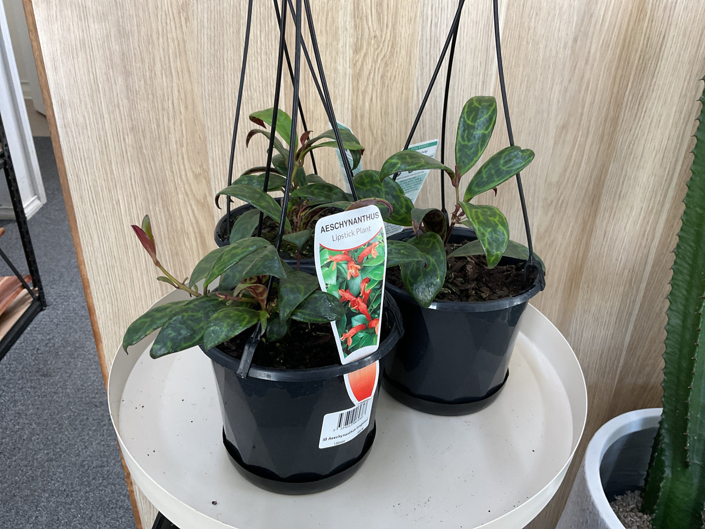 Aeschynanthus Lipstick Plant