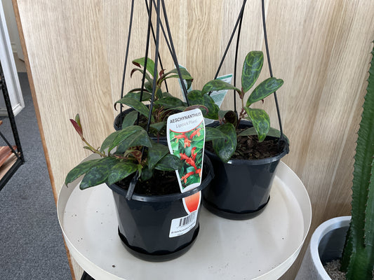 Aeschynanthus Lipstick Plant