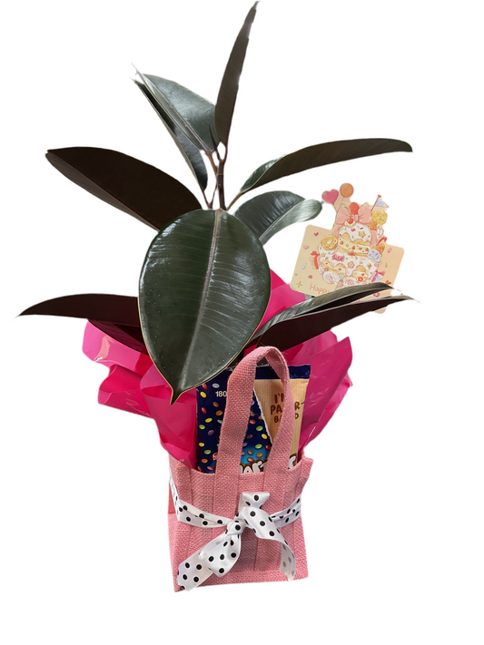 Plant + Choc - Mini Hamper
