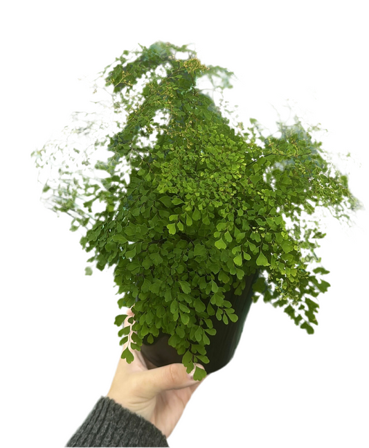 Fine Leaf Maiden Hair Fern