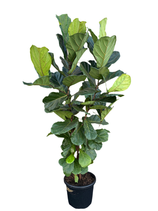 400mm HUGE Fiddle Leaf Fig