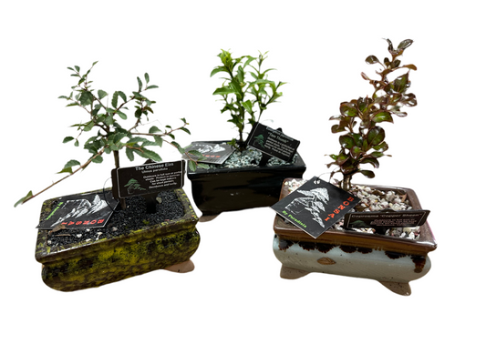 Bonsai in 12cm Glazed Pot