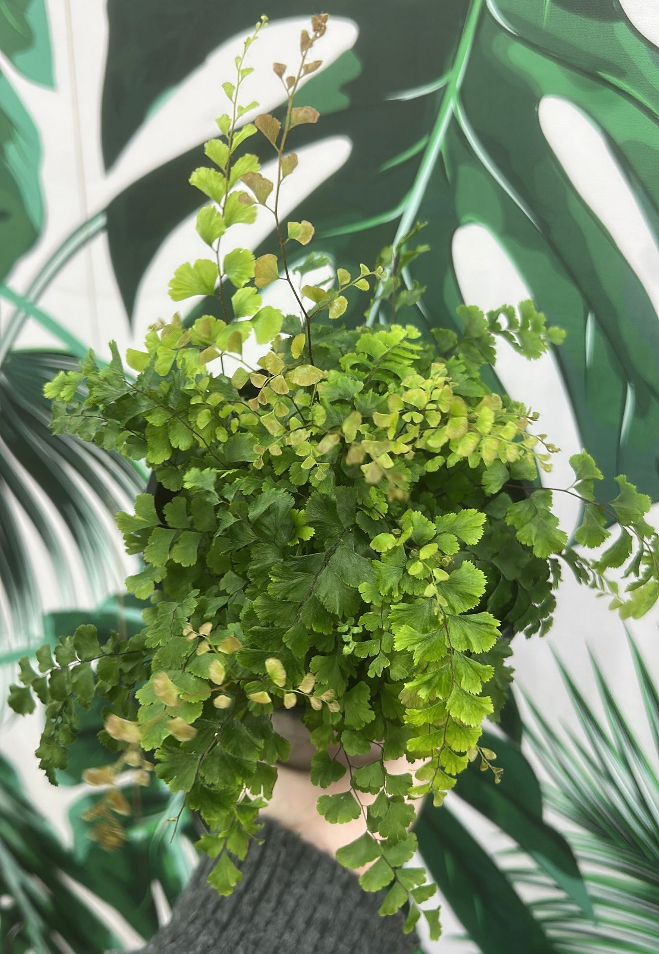 Crimson Maiden Hair Fern