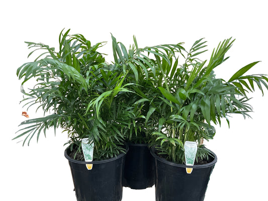 250mm Parlour Palm