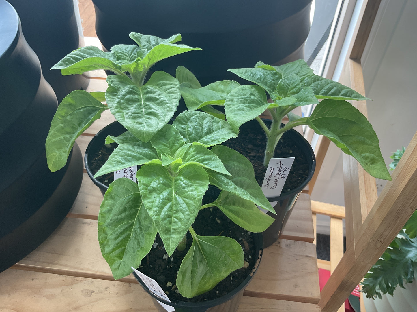 Sunflower- Double Delight