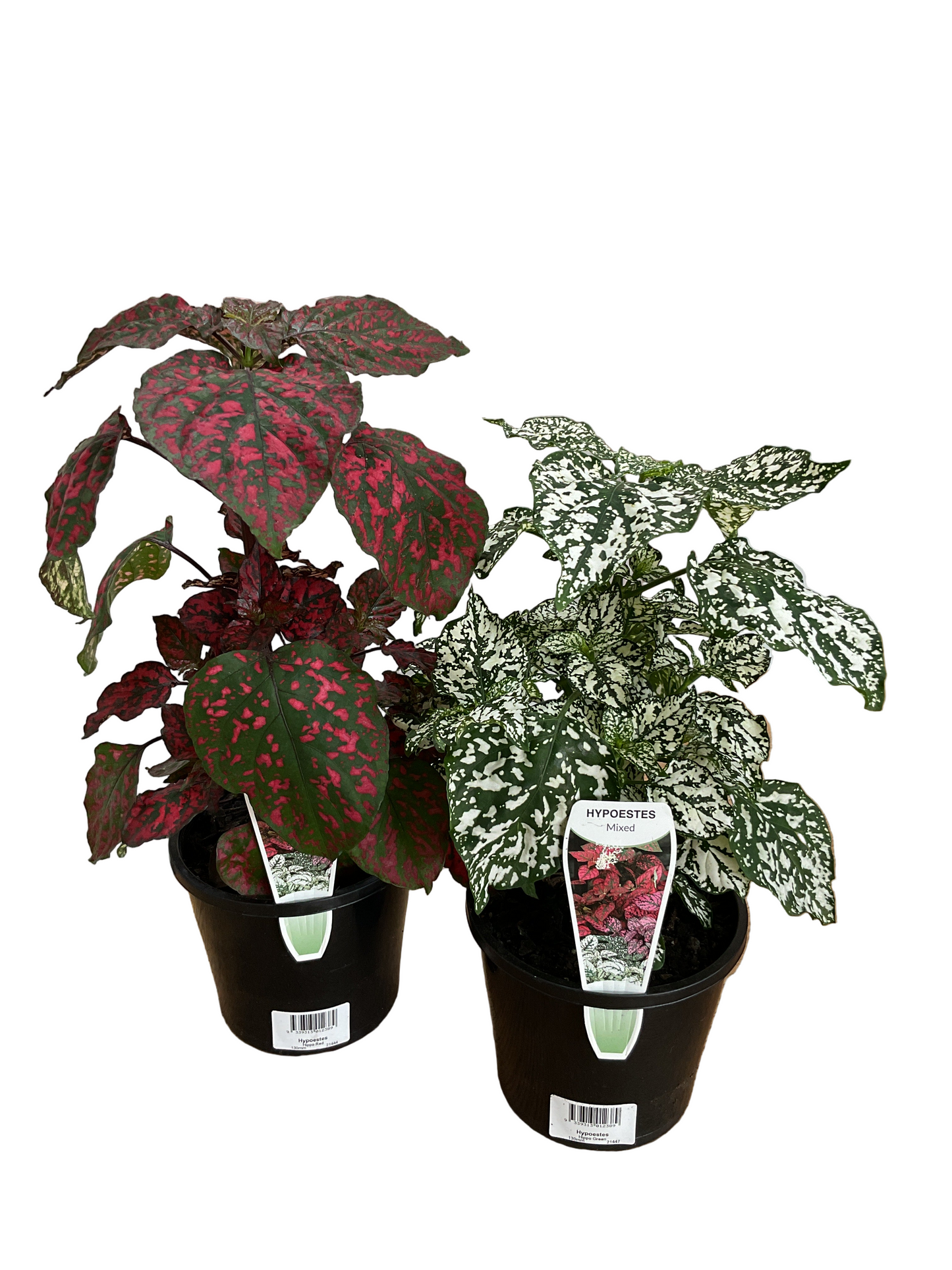 130mm Hypoestes Splash