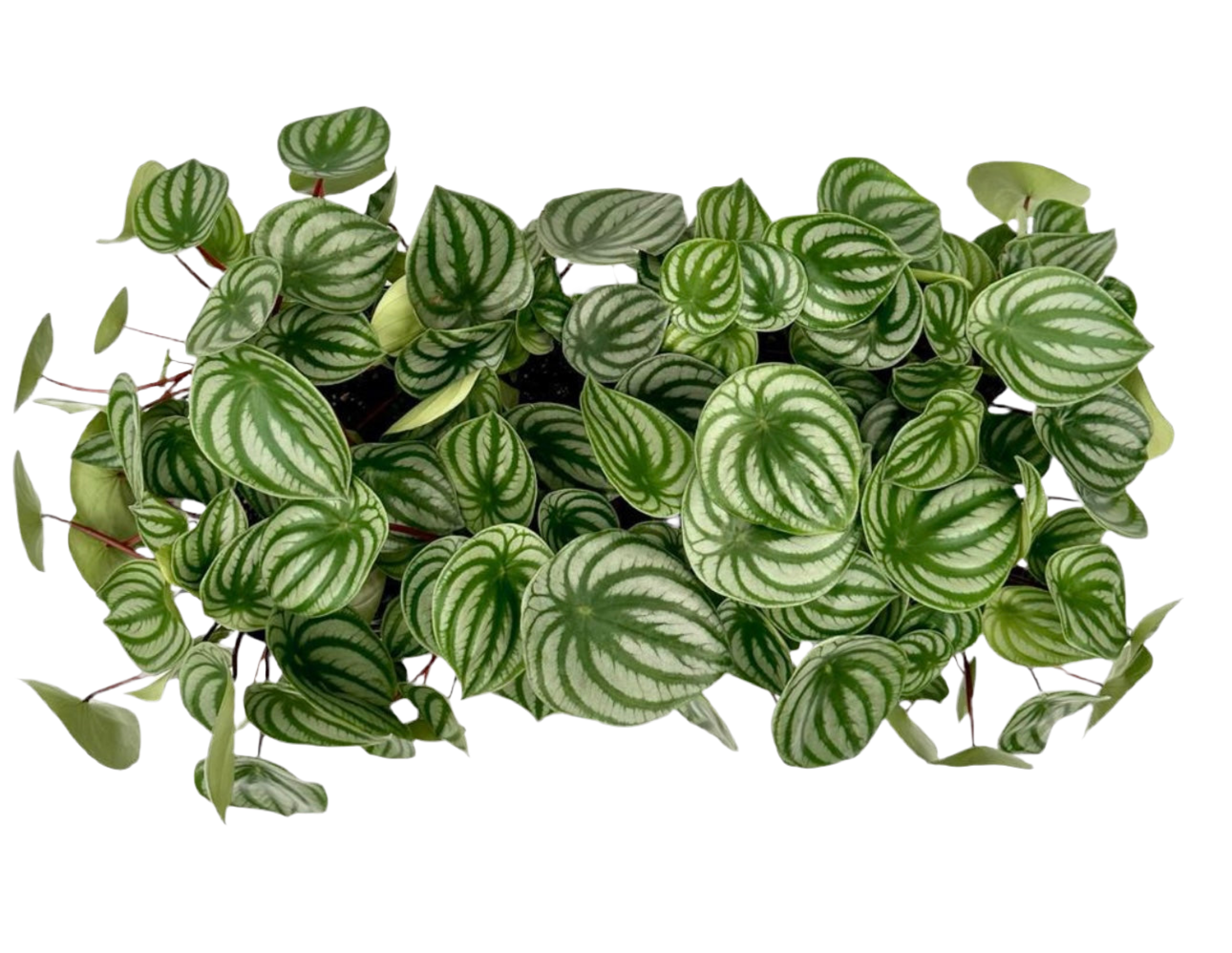 95mm Peperomia Watermelon