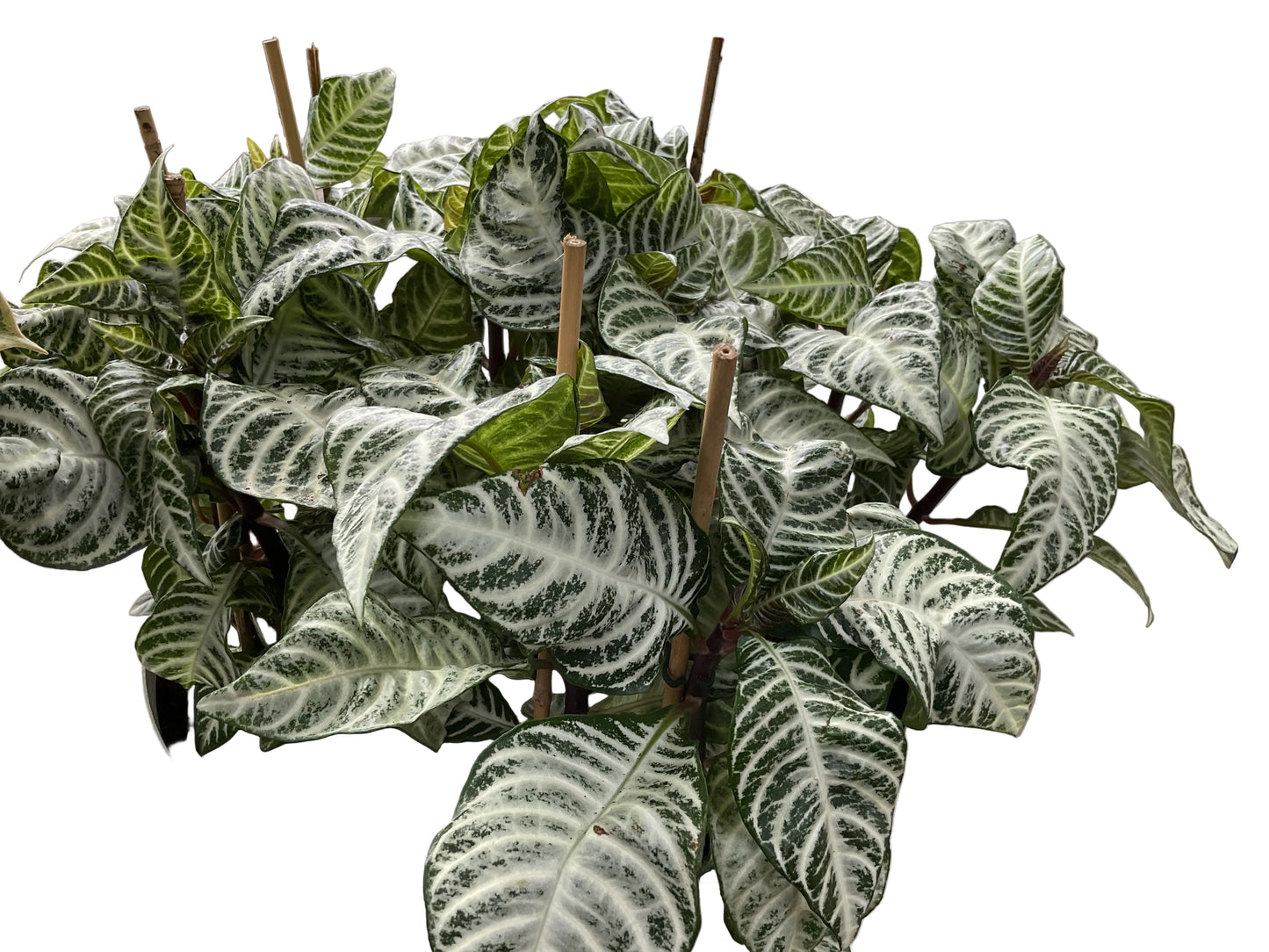 180mm Alphelandra Snow White