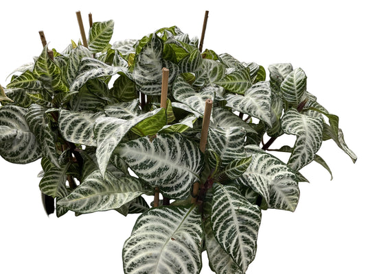 180mm Alphelandra Snow White