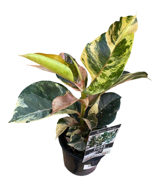 130mm Ficus Shivereana
