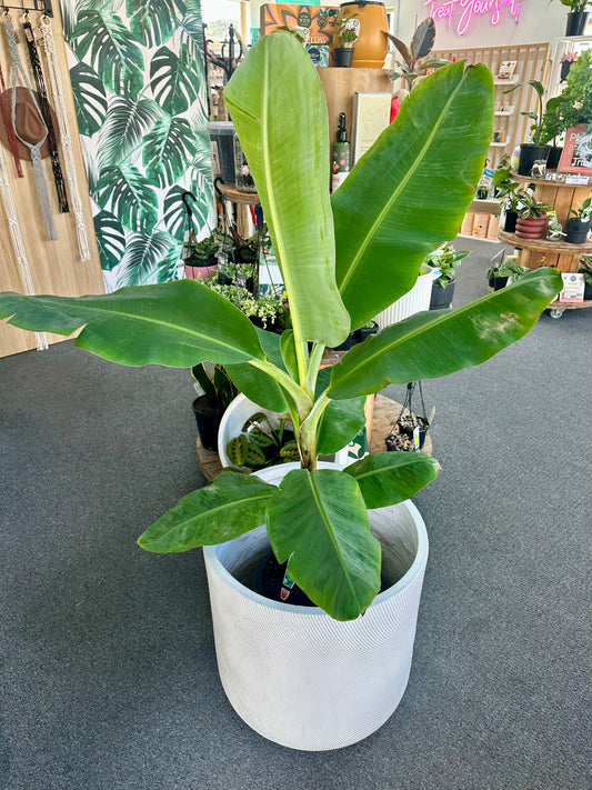 XL 300mm Banana plant + 500mm Pot Combo