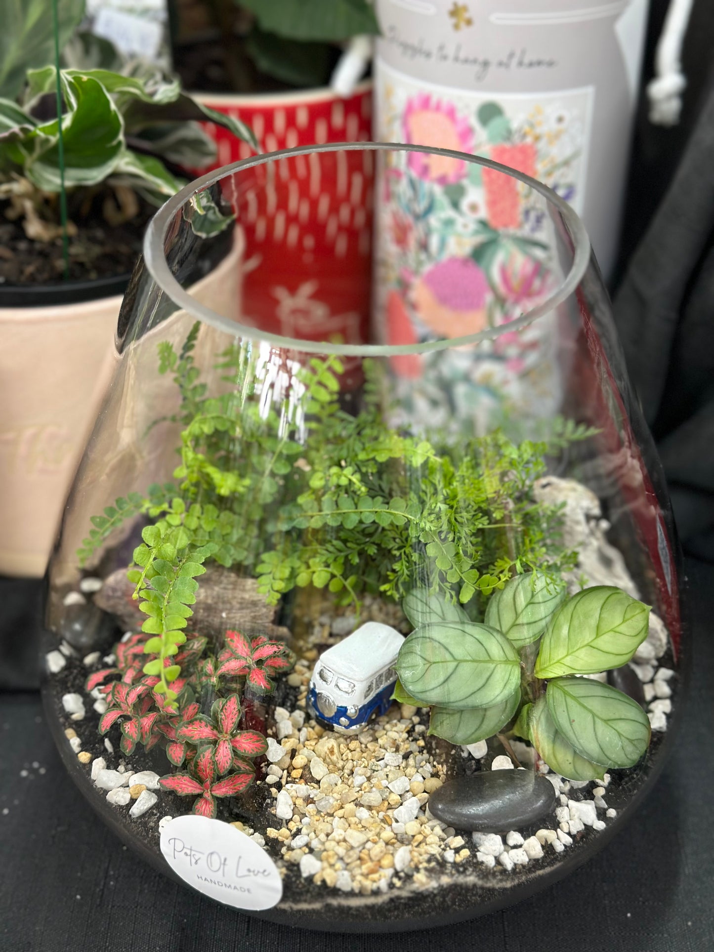 Terrarium - Kombi