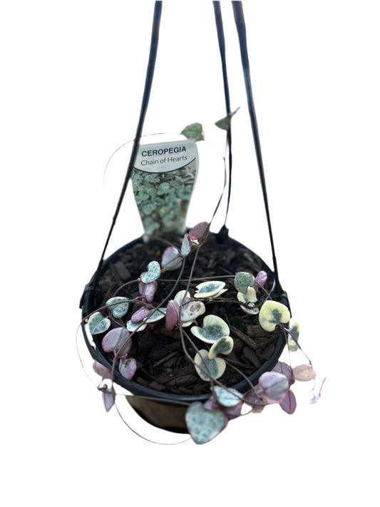 130mm Variegated Chain Of Hearts