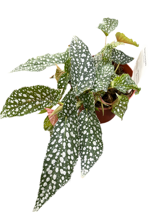 130mm Begonia Hotspot