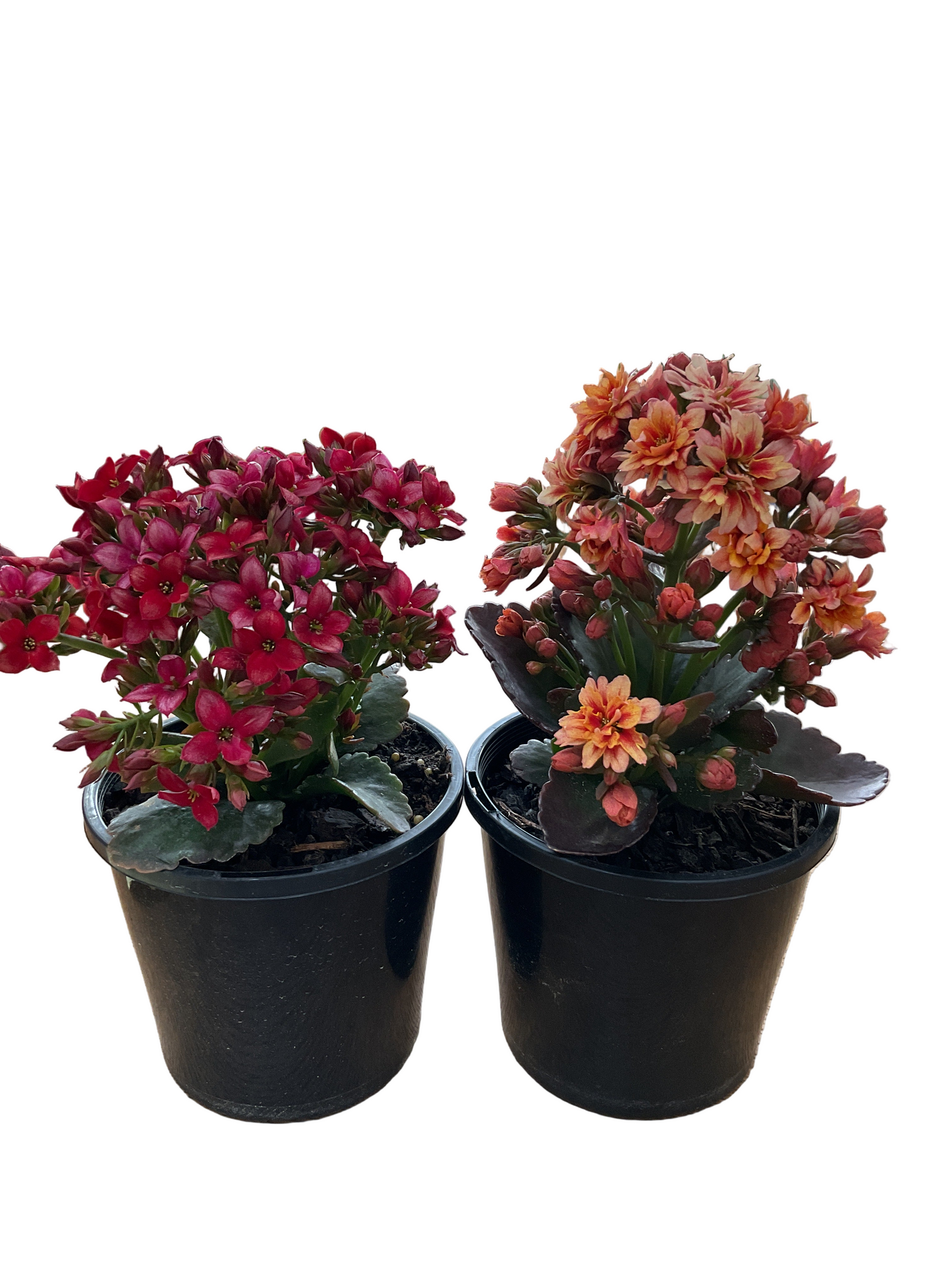 130mm Kalanchoe - Assorted