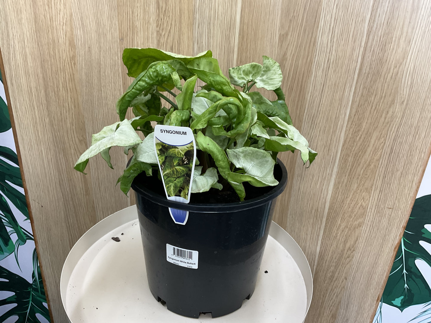 Syngonium White Butterfly