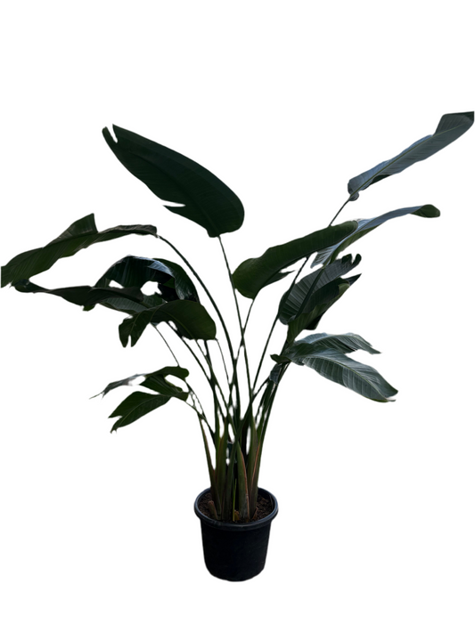 400mm Bird Of Paradise