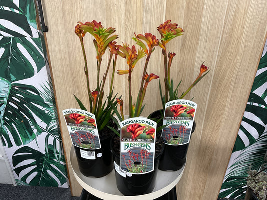 Kangaroo Paw Bush Gem- Surprise