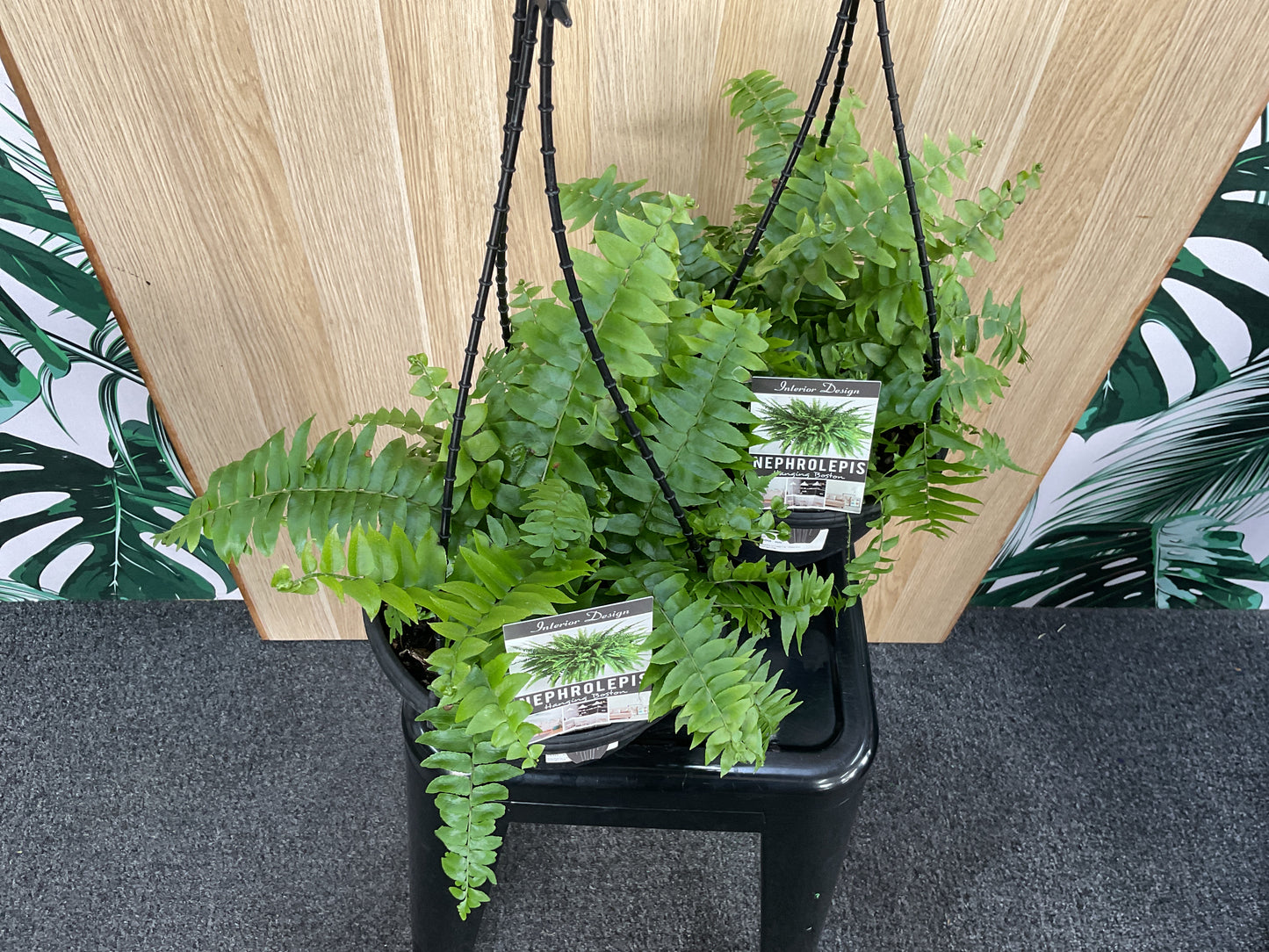 Boston Fern- Hanging