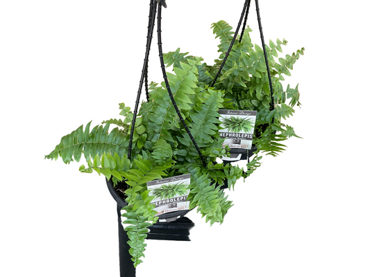 Boston Fern- Hanging