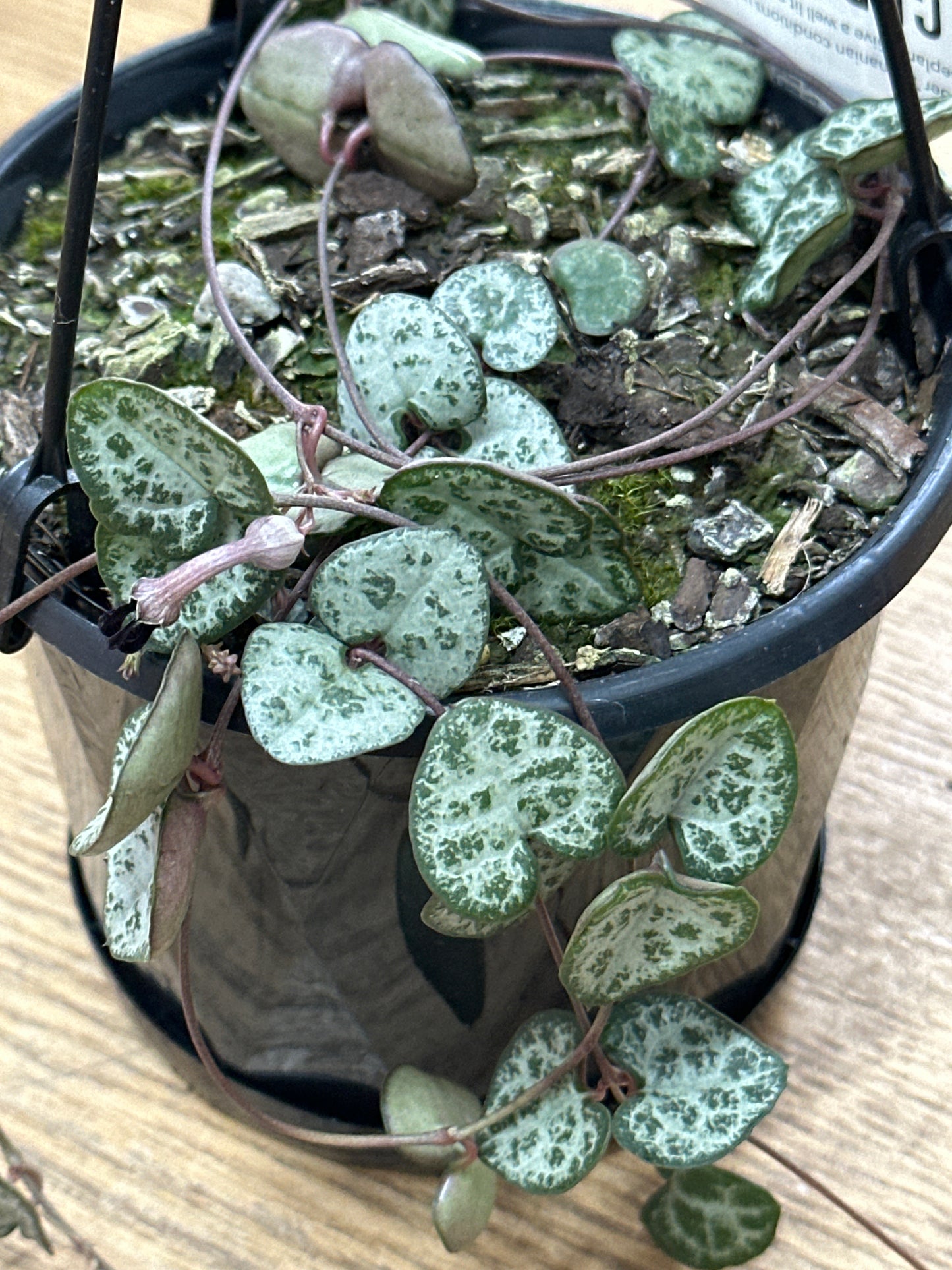 Ceropegia Woodii - Chain of Hearts