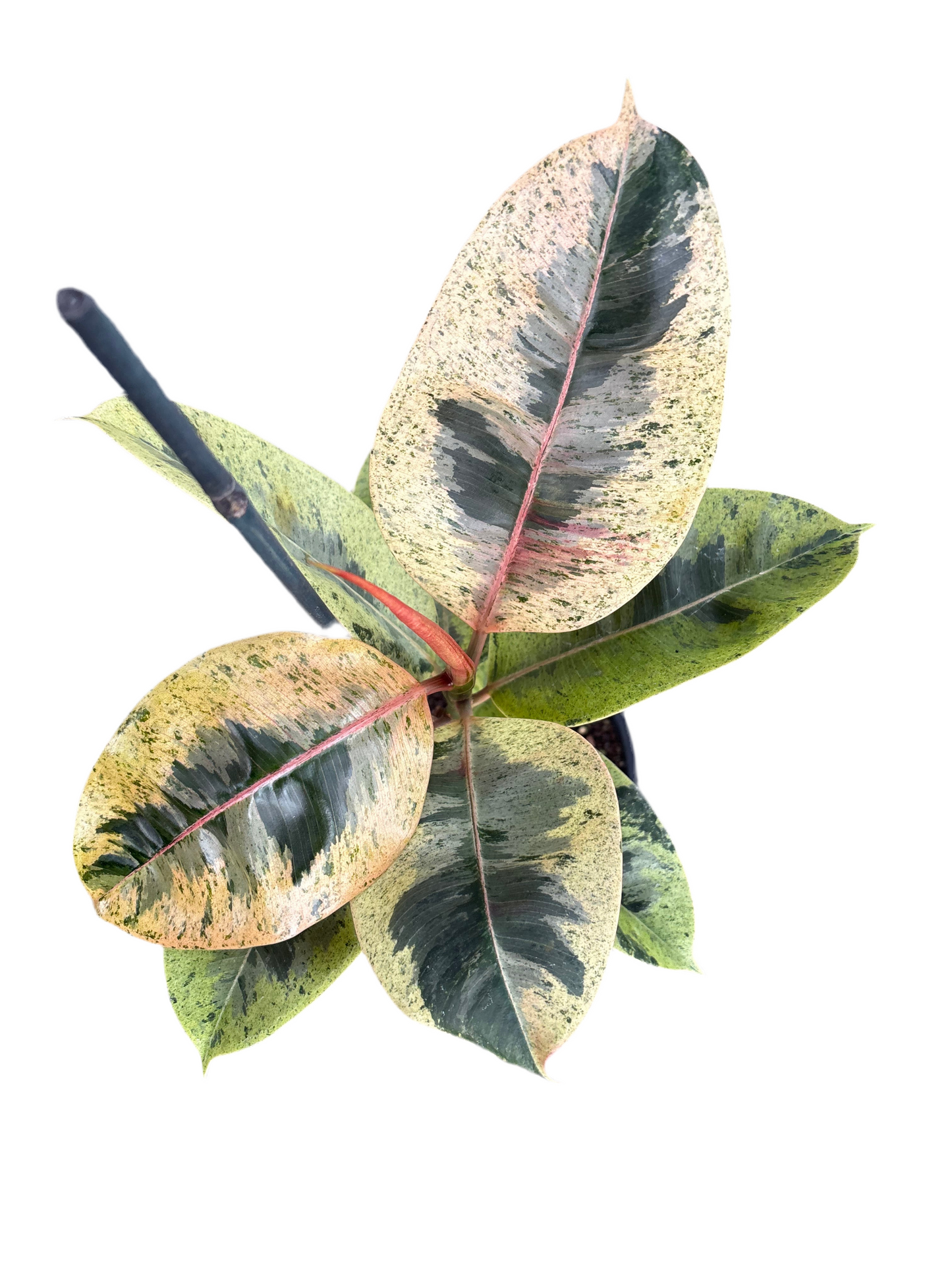 200mm Ficus Shivereana