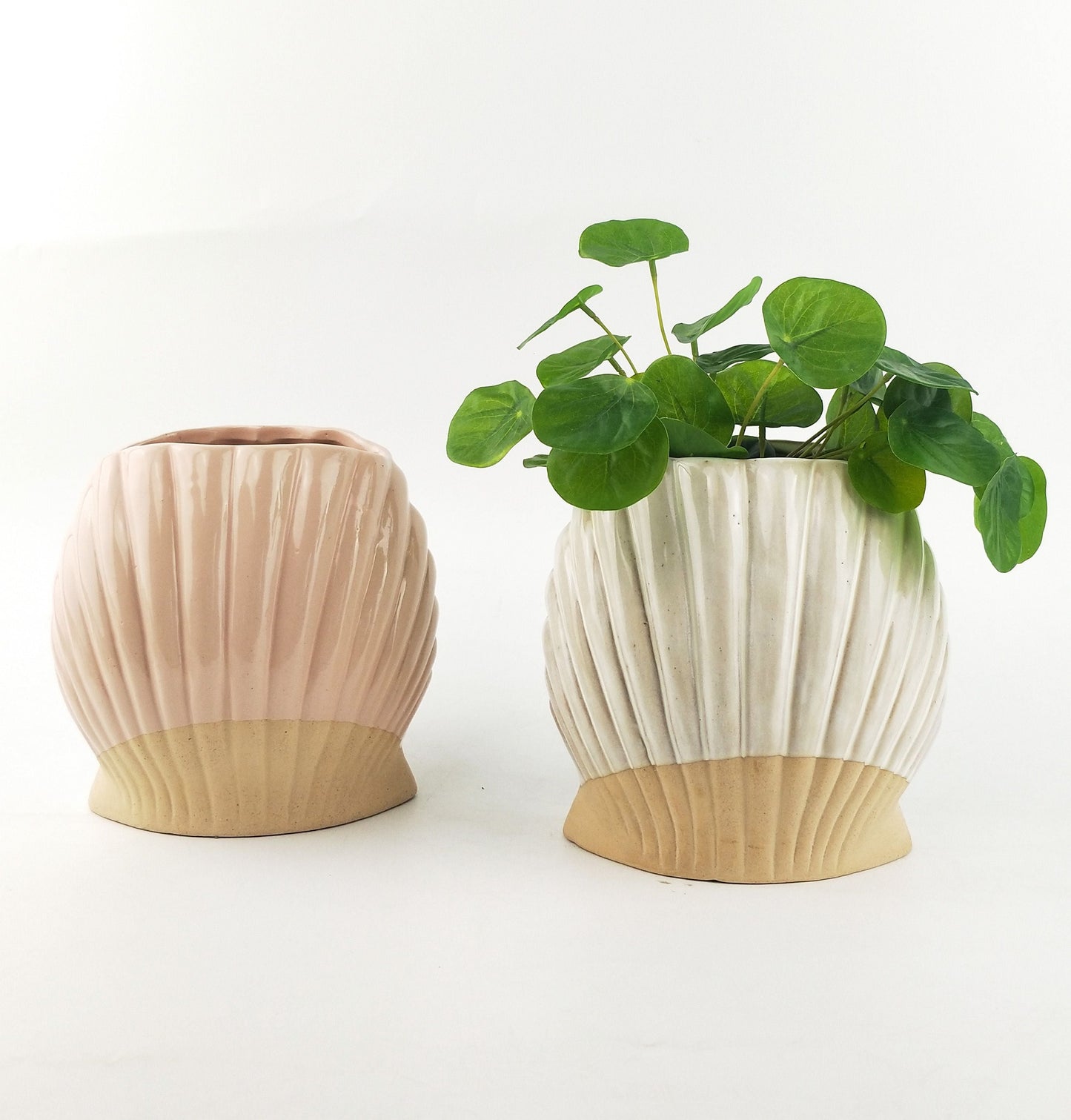 Clam Shell Pink Planter