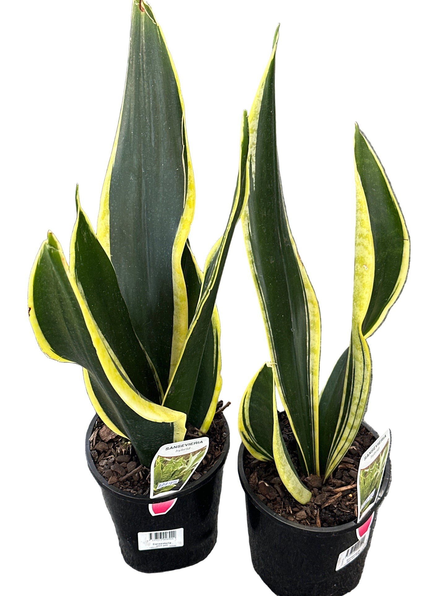 Sansevieria Black and Gold