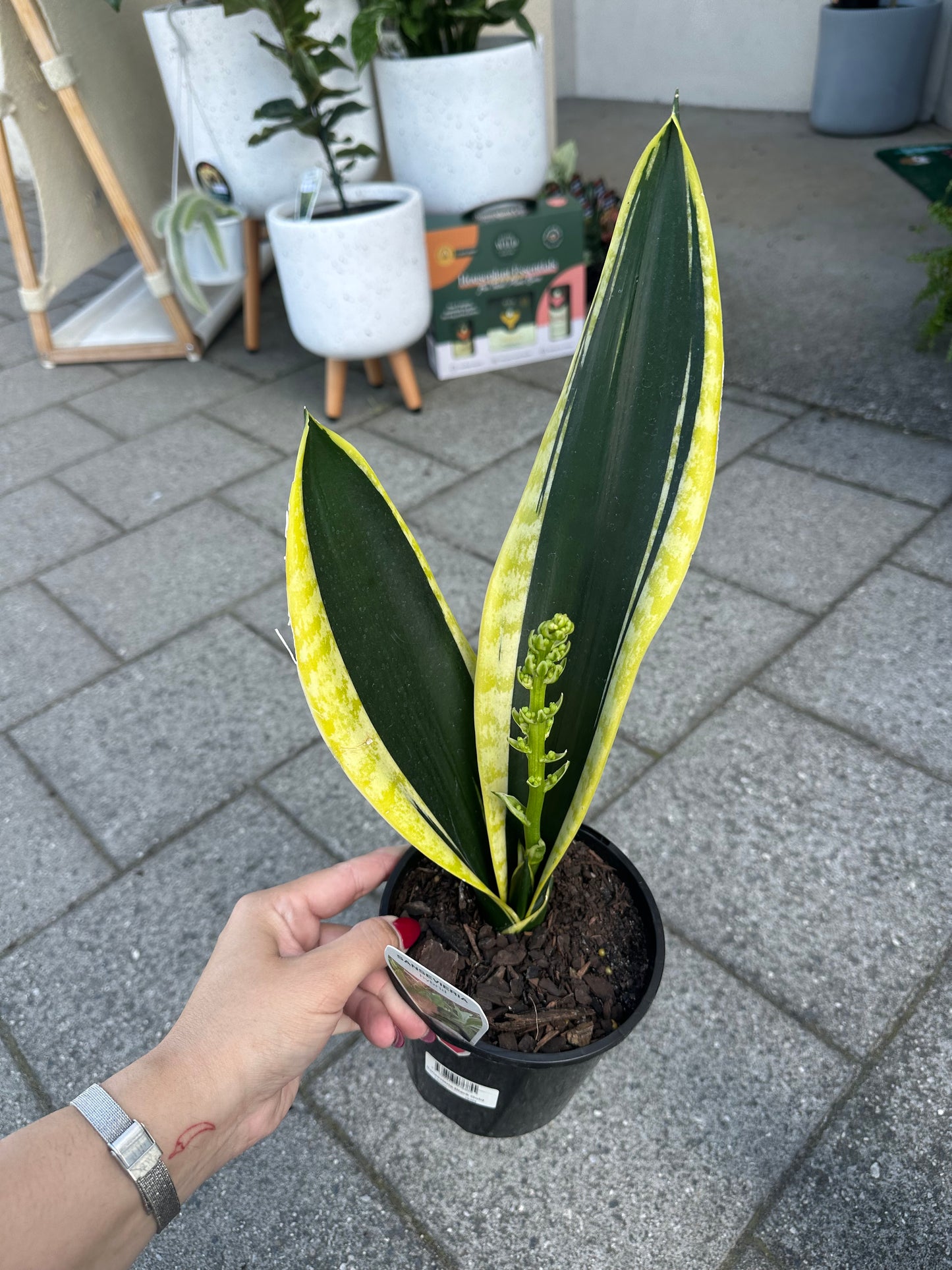 130mm Sanseveria Hybrid