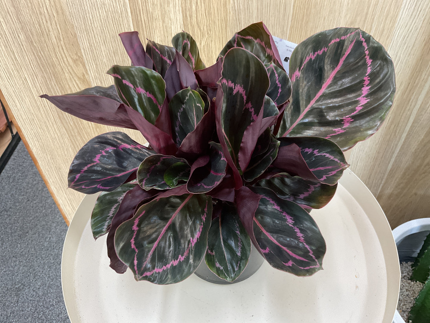 Calathea Rosoptica Dottie